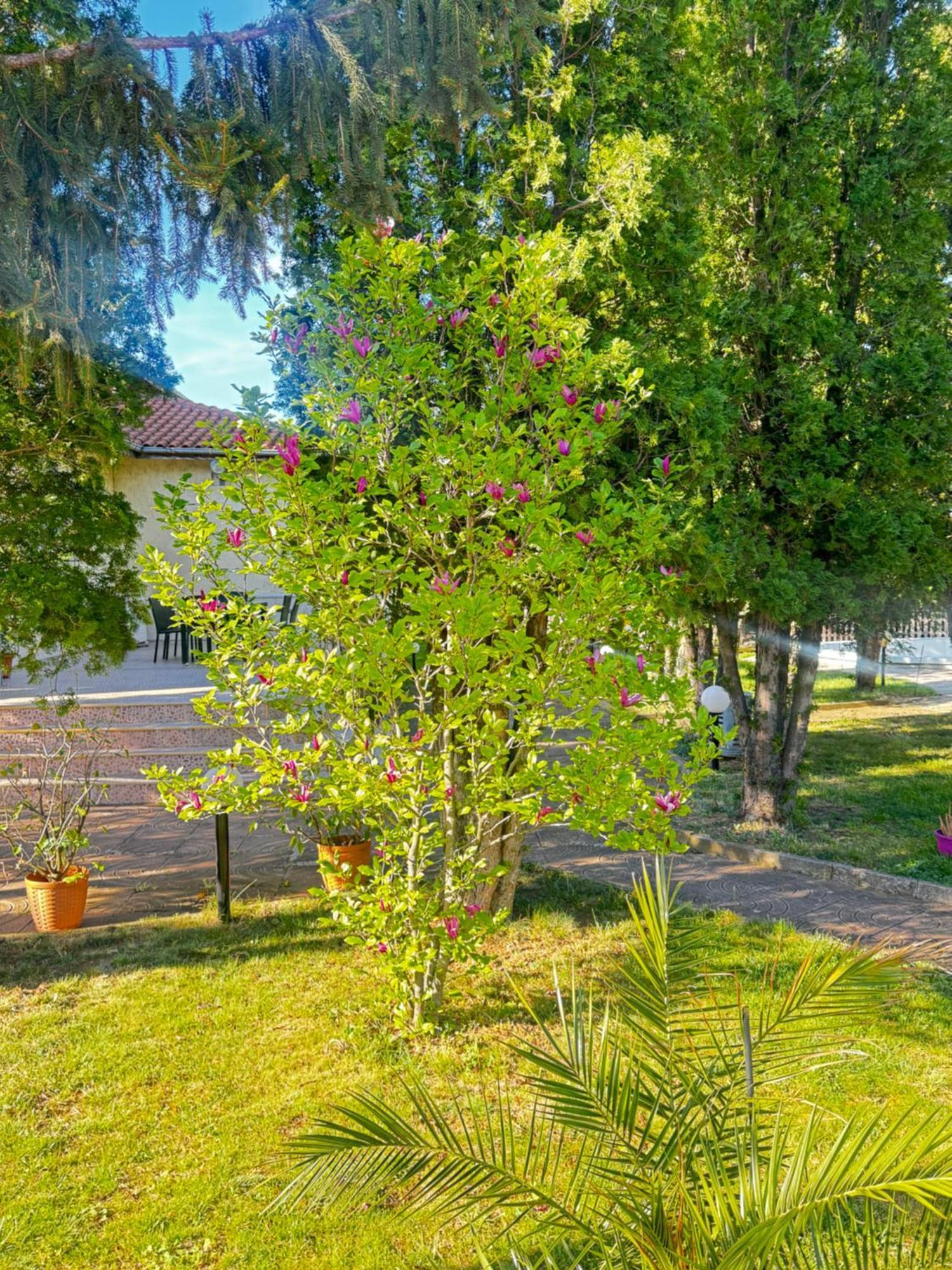 Motel International Berkovitsa Dış mekan fotoğraf